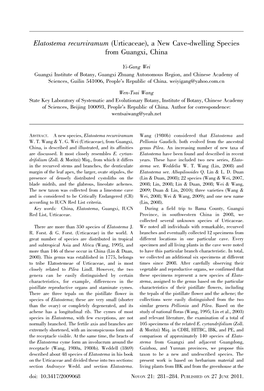 Elatostema Recurviramum (Urticaceae), a New Cave-Dwelling Species from Guangxi, China