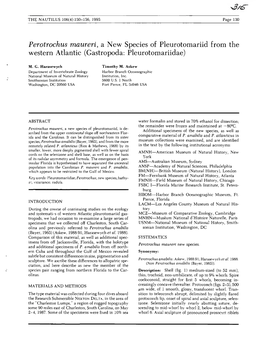 \S/C> Perotrochus Maureri, a New Species of Pleurotomariid from The