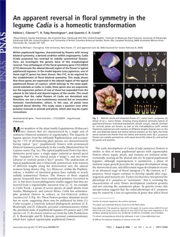 An Apparent Reversal in Floral Symmetry in the Legume Cadia Is a Homeotic Transformation