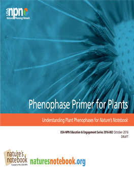 Phenophase Primer for Plants