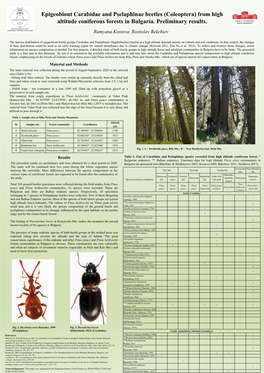 Epigeobiont Carabidae and Pselaphinae Beetles (Coleoptera) from High Altitude Coniferous Forests in Bulgaria