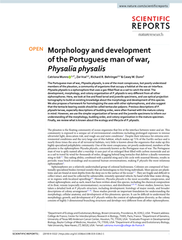 Morphology and Development of the Portuguese Man of War, Physalia Physalis Catriona Munro 1,2*, Zer Vue3,4, Richard R