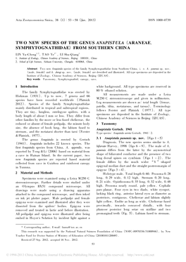 Two New Species of the Genus Anapistula （ Araneae