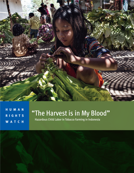 “The Harvest Is in My Blood” Hazardous Child Labor in Tobacco Farming in Indonesia WATCH
