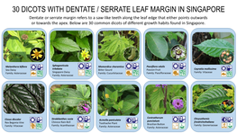 30 Dicots with Dentate / Serrate Leaf Margin In