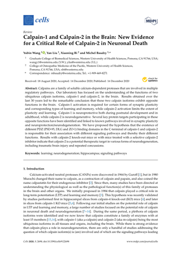 Calpain-1 and Calpain-2 in the Brain: New Evidence for a Critical Role of Calpain-2 in Neuronal Death