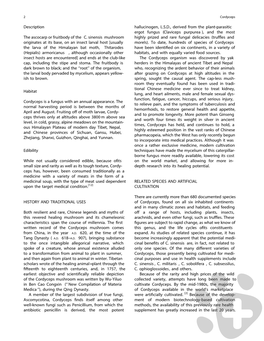 Description the Ascocarp Or Fruitbody of the C. Sinensis Mushroom