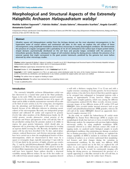 Halophilic Archaeon Haloquadratum Walsbyi