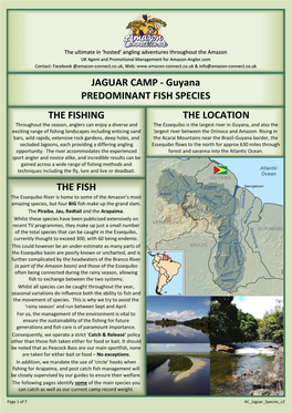 JAGUAR CAMP - Guyana