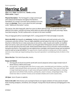 Herring Gull Class: Aves