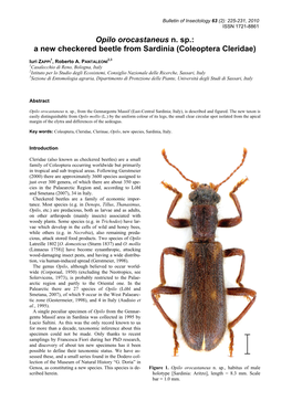 Coleoptera Cleridae)