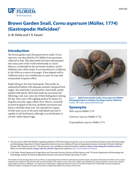 Brown Garden Snail, Cornu Aspersum (Müller, 1774) (Gastropoda: Helicidae)1 G