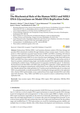 The Biochemical Role of the Human NEIL1 and NEIL3 DNA Glycosylases on Model DNA Replication Forks