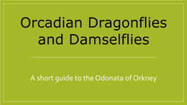 Dragonflies and Damselflies