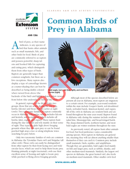 Common Birds of Prey in Alabama ANR-1386