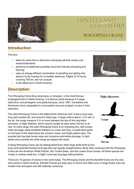 Whooping Crane EN