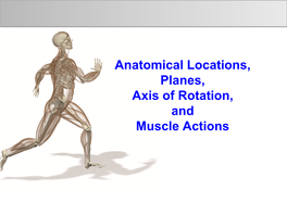 Anatomical Locations, Planes, Axis of Rotation, and Muscle Actions Introduction