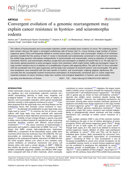 Convergent Evolution of a Genomic Rearrangement May Explain Cancer Resistance in Hystrico- and Sciuromorpha Rodents