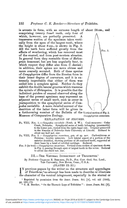 The Ventral Integument of Trilobites