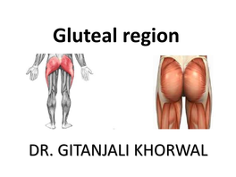 Gluteal Region