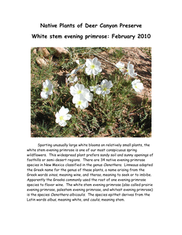 Native Plants of Deer Canyon Preserve White Stem Evening Primrose