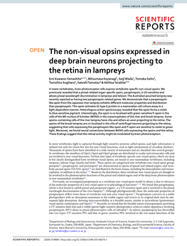 The Non-Visual Opsins Expressed in Deep Brain Neurons Projecting To