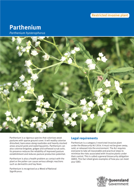 Parthenium Hysterophorus