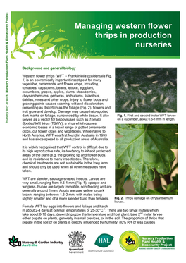 Managing Western Flower Thrips in Production Nurseries