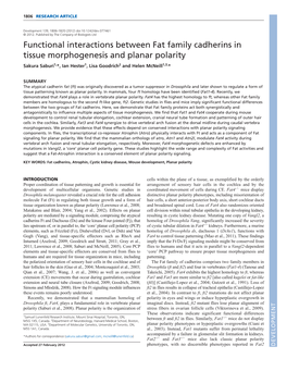 Functional Interactions Between Fat Family Cadherins in Tissue Morphogenesis and Planar Polarity Sakura Saburi1,*, Ian Hester1, Lisa Goodrich2 and Helen Mcneill1,3,*