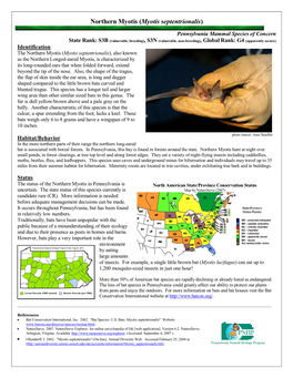 Myotis Septentrionalis)