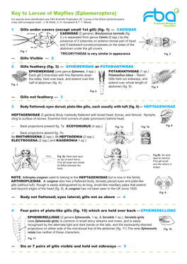 Key to Larvae of Mayflies (Ephemeroptera)
