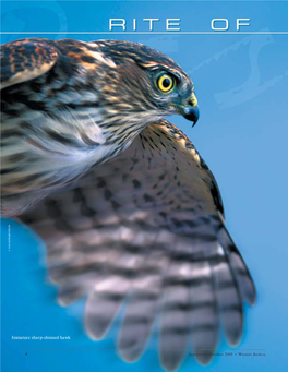 Immature Sharp-Shinned Hawk