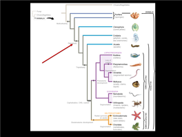 Porifera (Sponges) Choanoflagellates Ctenophora (Comb Jellies) Cnidaria