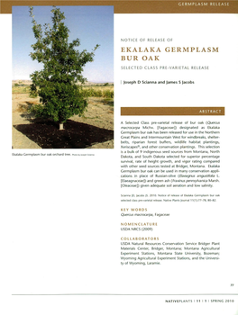 Ekalaka Germplasm Bur Oak Selected Class Pre-Varietal Release