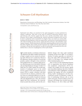 Schwann Cell Myelination