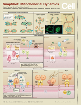 Snapshot: Mitochondrial Dynamics