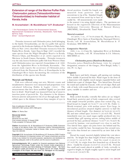 Extension of Range of the Marine Puffer Fish Chelonodon Patoca