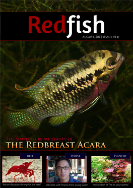 The Redbreast Acara