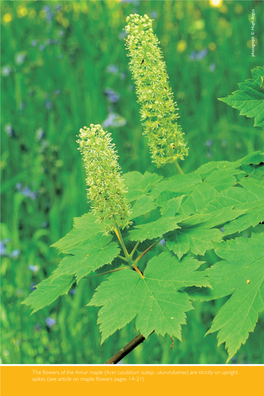 The Flowers of the Amur Maple (Acer Caudatum Subsp