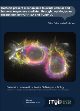 Bacteria Present Mechanisms to Evade Cellular and Humoral Responses Mediated Through Peptidoglycan Recognition by PGRP-SA and PGRP-LC