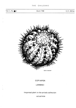 COPIAPOA LEMBKEI Imported Plant in the Artist's Collection Actual Size