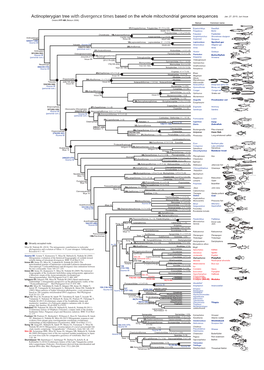 Actinopterygian Tree with Divergence Times Based on the Whole Mitochondrial Genome Sequences Jan