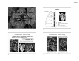 Diversity of Wisconsin Asterids