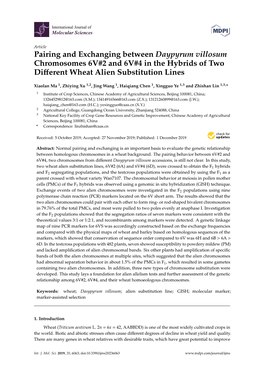 Pairing and Exchanging Between Daypyrum Villosum Chromosomes 6V#2 and 6V#4 in the Hybrids of Two Diﬀerent Wheat Alien Substitution Lines