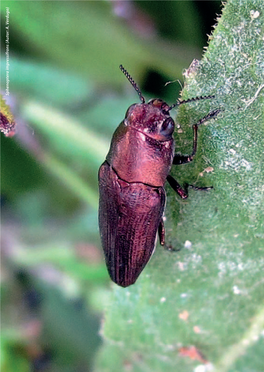 Coleoptera: Buprestidae)