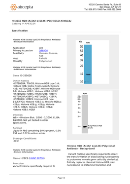 Histone H2B (Acetyl Lys126) Polyclonal Antibody Catalog # AP63224