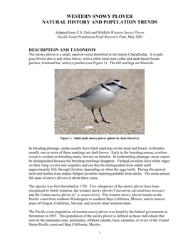 Western Snowy Plover Natural History and Population Trends