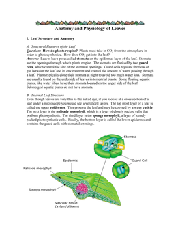 Anatomy and Physiology of Leaves