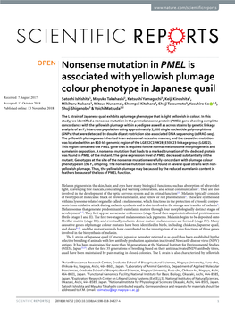 Nonsense Mutation in PMEL Is Associated with Yellowish Plumage Colour Phenotype in Japanese Quail