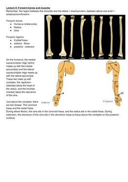 Lecture 9: Forearm Bones and Muscles Remember, the Region Between the Shoulder and the Elbow = Brachium/Arm, Between Elbow and Wrist = Antebrachium/Forearm